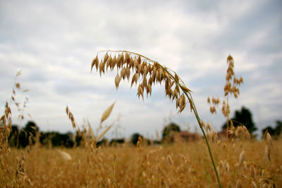 Close-up of stalks in field against sky. oat field. matured oats