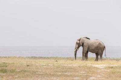 Elephant in a field