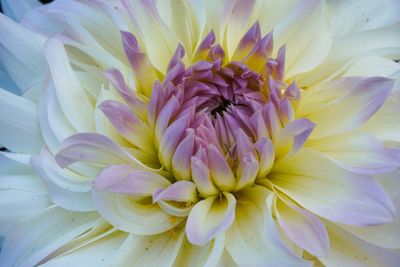 Close-up of purple dahlia