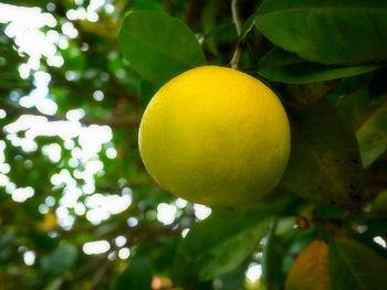 Low angle view of fruits on tree