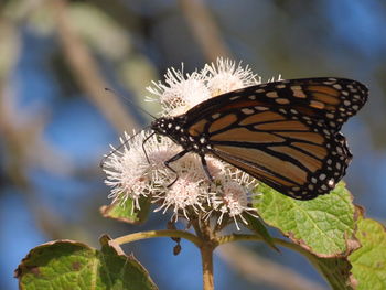 Close-up of butterfly on flower