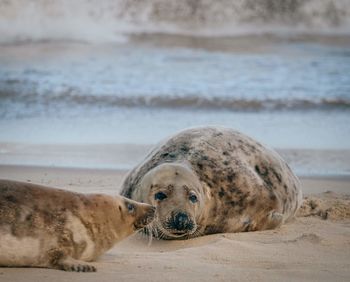 Portrait of a horse on the beach