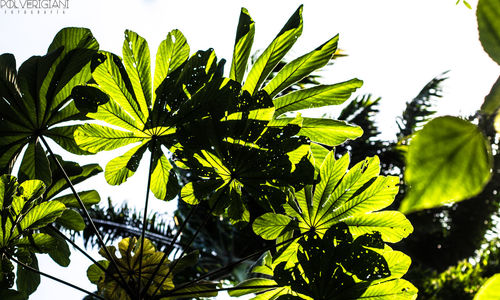 Low angle view of leaves against sky