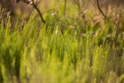 Close-up of fern leaves on field