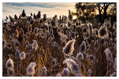 Close-up of field against sky