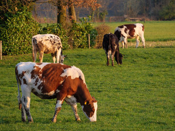 Cows on a german meadow