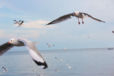 Seagulls flying against sky