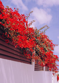 Low angle view of flowering tree by building against sky