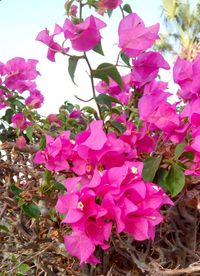 Close-up of pink bougainvillea flowers blooming on tree