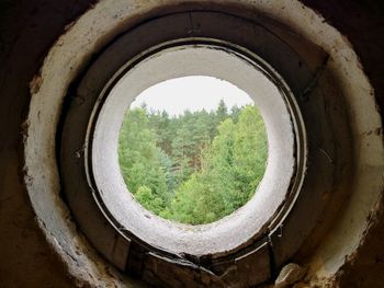 Trees against sky