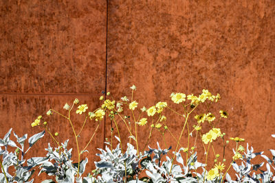 Close-up of yellow flowering plant against wall