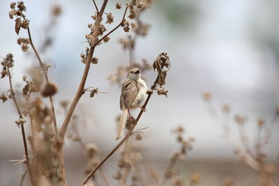 Bird perching on a branch