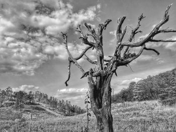 Bare tree on field against sky