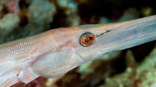 Close-up of fish swimming in sea