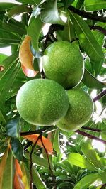 Low angle view of fruits on tree