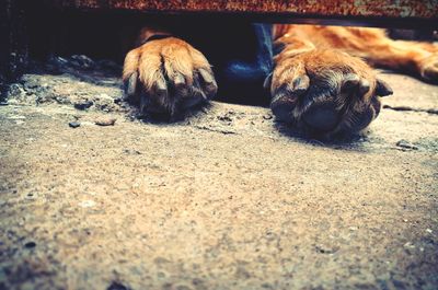 View of a dog lying down