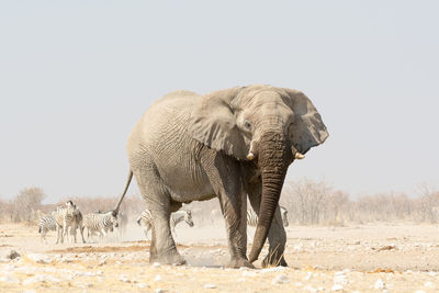 Low angle view of elephant at nature reserve