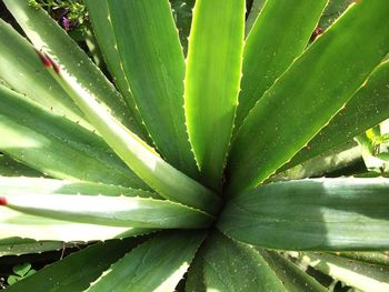 Close-up of leaves