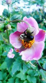 Close-up of honey bee on pink flower