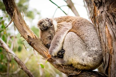 Close-up of an animal sleeping on tree trunk