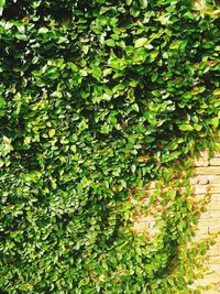 Full frame shot of plants