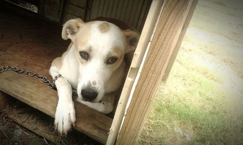 Portrait of dog resting