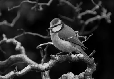 Close-up side view of a bird on branch