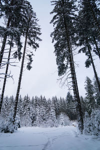 Pine trees on snow covered land against sky