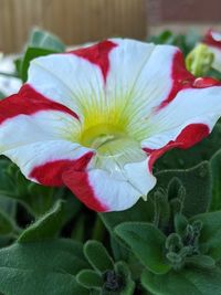 Close-up of white rose flower