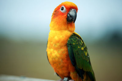 Close-up of parrot perching