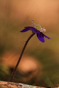 Close-up of purple flowering plant