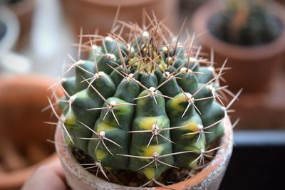 Close-up of cactus in potted plant