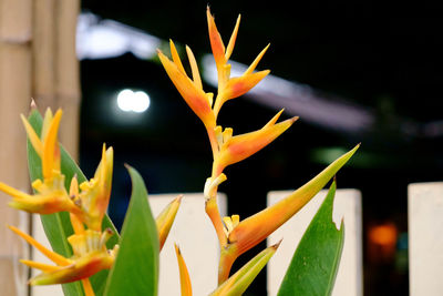 Close-up of orange flowering plant