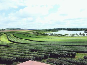 Scenic view of agricultural field against sky