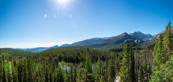 Scenic view of pine trees against sky