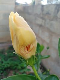 Close-up of yellow rose flower