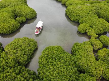 High angle view of green leaves