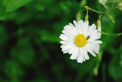 Close-up of white daisy flower