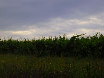 Scenic view of field against cloudy sky