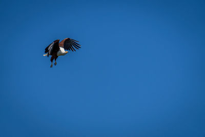 Low angle view of bird flying against clear blue sky