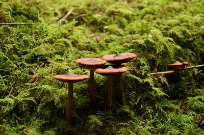 Close-up of mushroom growing on field