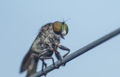 Close-up of butterfly