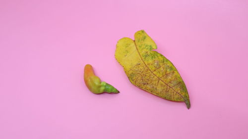 High angle view of leaf against white background