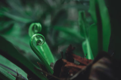 High angle view of plants against blurred background