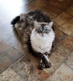 High angle portrait of cat sitting on tiled floor