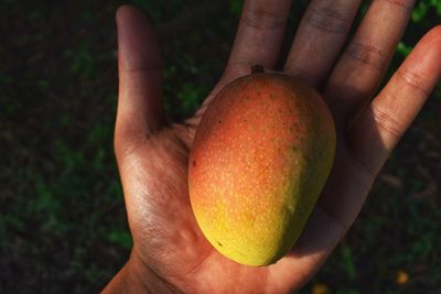 Close-up of hand holding apple