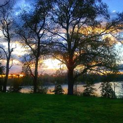 Sun shining through trees