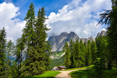Panoramic view of trees in forest against sky
