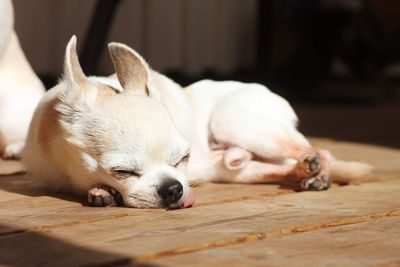 Close-up of dog