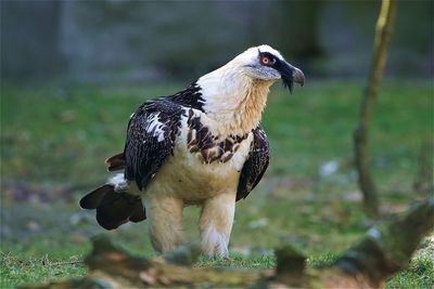 Close-up of bearded vulture